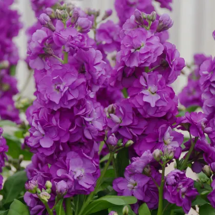 Fiala Hot cakes - Matthiola incana - predaj semien - 40 ks ​