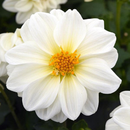 Georgína premenlivá Figaro biela - Dahlia variabilis - predaj semien - 20 ks