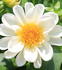 Georgína premenlivá Figaro biela - Dahlia variabilis - predaj semien - 20 ks