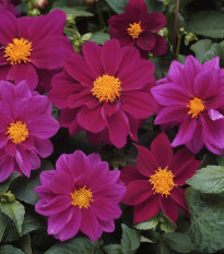 Georgína premenlivá Figaro Violet shades - Dahlia variabilis - predaj semien - 20 ks