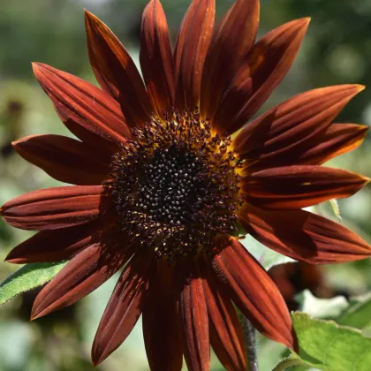 Slnečnica ročná Ruby F1 - Helianthus annuus - predaj semien - 10 ks ​