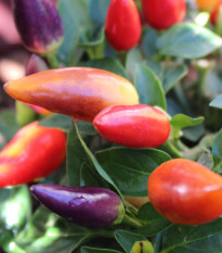 Chilli Rainbow fire - Capsicum frutescens - predaj semien - 6 ks