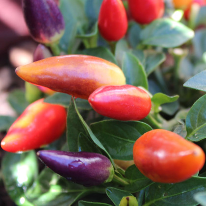 Chilli Rainbow fire - Capsicum frutescens - predaj semien - 6 ks