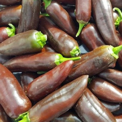 Chilli Jalapeno Brown - Capsicum annuum - predaj semien - 5 ks