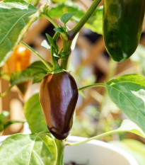 Chilli Jalapeno Brown - Capsicum annuum - predaj semien - 5 ks