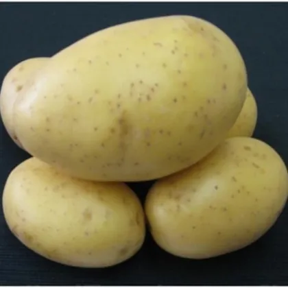 Sadbové zemiaky Princess - Solanum tuberosum - skoré - 5 kg