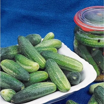 Uhorka Tellus F1 - Cucumis Sativus - semiačka - 4 ks