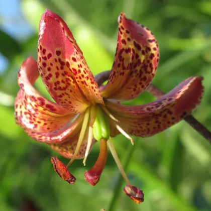 Ľalia Martagon Manitoba - Lilium - predaj cibuľovín - 1 ks