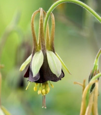 Orlíček Chocolat Soldier - Aquilegia - voľnokorenené sadenice orlíčka - 1 ks