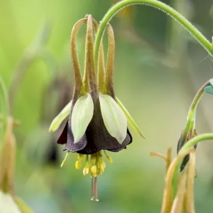 Orlíček Chocolat Soldier - Aquilegia - voľnokorenené sadenice orlíčka - 1 ks