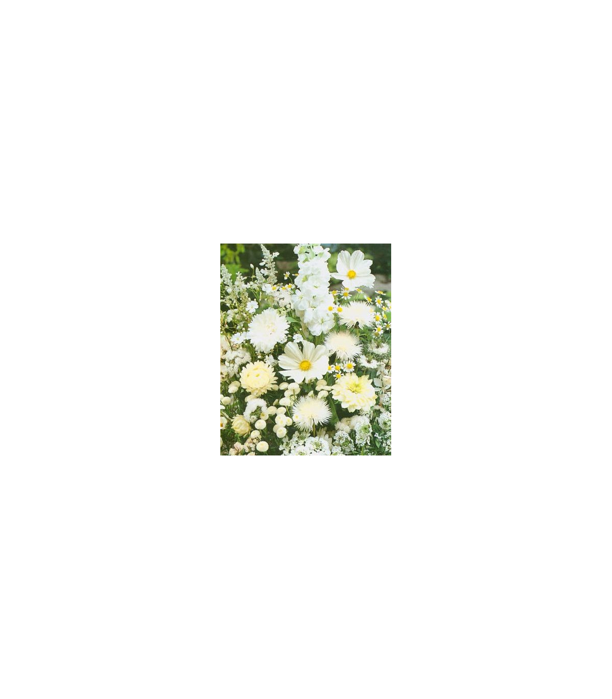 Letničky zmes - Záhradný sen v bielom - semiačka - 0,9 g