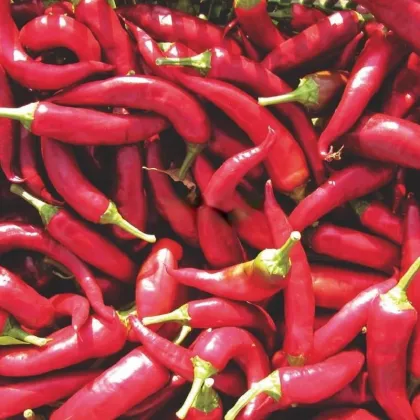 Paprika Kora Zel - Capsicum annuum - predaj semien - 40 ks