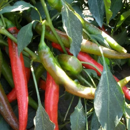 Paprika Pálivec - Capsicum annuum - predaj semien - 20 ks