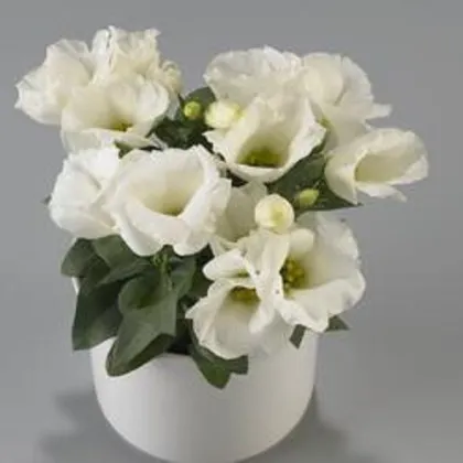 Eustoma Carmen Ivory F1 - Eustoma grandiflorum - predaj semien - 12 ks