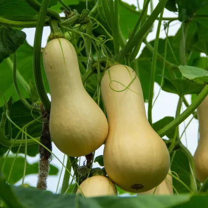 Tekvica maslová Butternut - Cucurbita moschata - predaj semien - 6 ks