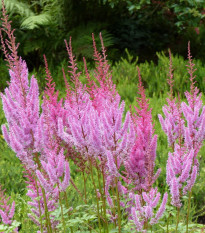 Astilba čínska ružová - Astilbe chinensis var. pumila - predaj semien - 10 ks