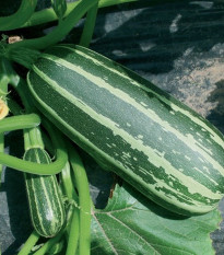 Cuketa Bush Baby F1 Marrow - Cucurbita pepo - predaj semien - 6 ks