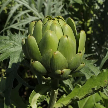 BIO Artičoka Imperial - Cynara cardunculus - predaj bio semien - 10 ks