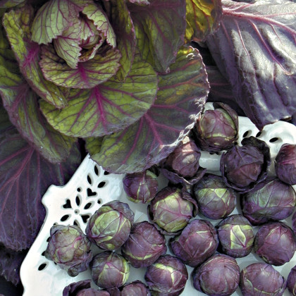 BIO Kel ružičkový Rubine - Brassica oleracea var. gemmifera - predaj bio semien - 40 ks