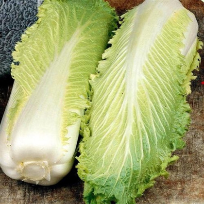 BIO pekinská kapusta Granat - Brassica rapa pekinensis - predaj bio semien - 100 ks
