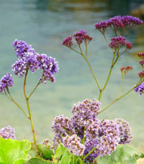 Limonka širokolistá Suworova - Limonium suworowii - predaj semien - 600 ks