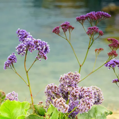 Limonka širokolistá Suworova - Limonium suworowii - predaj semien - 600 ks