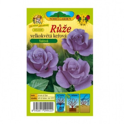 Ruža veľkokvetá kríčková fialová - Rosa - voľnokorenné sadeničky ruží - 1 ks