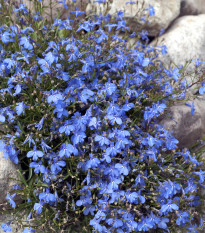 Lobelka drobná Kaiser  - Lobelia erinus compacta - predaj semien lobelky - 1000 ks