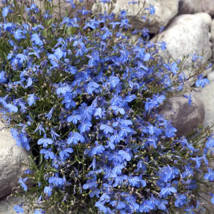 Lobelka drobná Kaiser  - Lobelia erinus compacta - predaj semien lobelky - 1000 ks