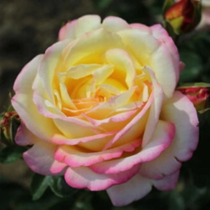Ruža veľkokvetá kríková žltoružová - Rosa - predaj jednoducho korenených sadeníc - 1 ks