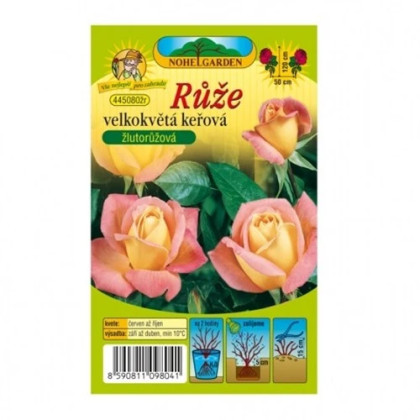 Ruža veľkokvetá kríková žltoružová - Rosa - predaj jednoducho korenených sadeníc - 1 ks