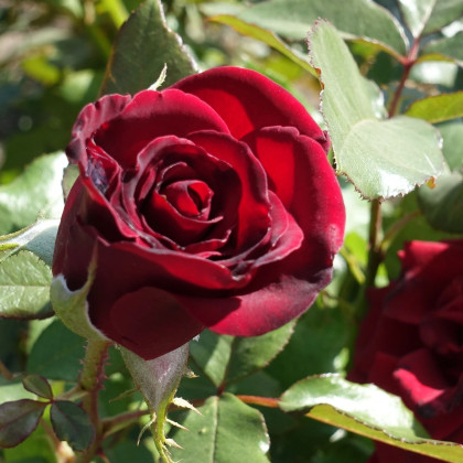 Ruža veľkokvetá kríková tmavočervená - Rosa - predaj jednoducho korenených sadeníc - 1 ks