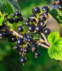 Ríbezle čierne - Ribes sylvestre - predaj jednoducho korenných sadeníc - 1 ks