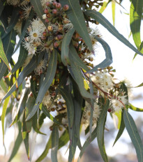 Eukalyptus Lemon Bush - Blahovičník - Eucalyptus gunnii - predaj semien - 10 ks