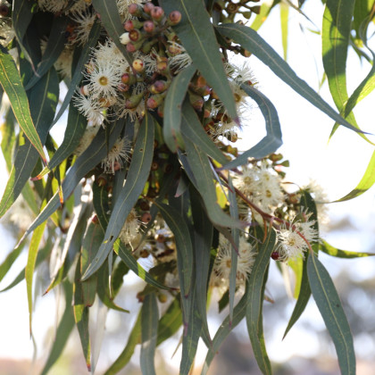 Eukalyptus Lemon Bush - Eucalyptus gunnii - predaj semien - 10 ks