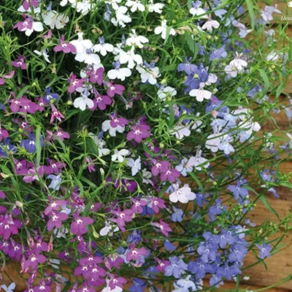 Lobelka previsnutá Color Cascade - Lobelia erinus pendula - predaj semien - 500 ks