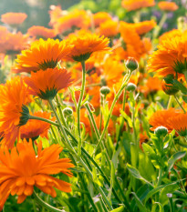 BIO Nechtík lekársky oranžový - Calendula officinalis - semená nechtíka - 30 ks