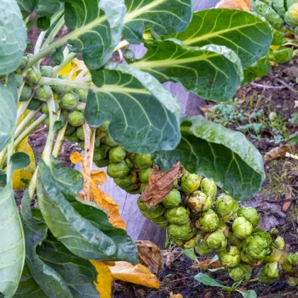 BIO Kel ružičkový Groninger - Brassica oleracea - predaj bio semien - 50 ks