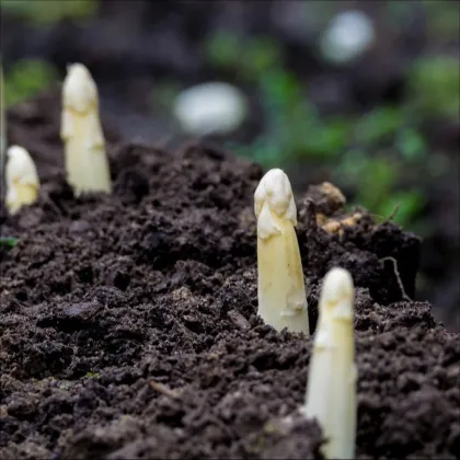 Špargľa lekárska Argenteuil na bielenie - Asparagus officinalis - predaj semien - 15 ks