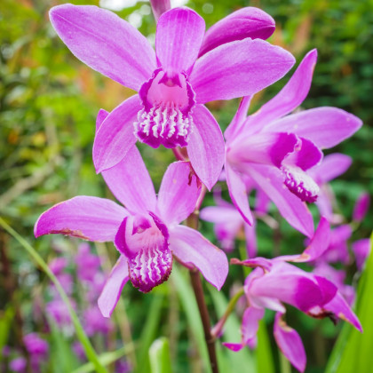 Orchidea vzpriamená ružová - Bletilla striata pink - predaj cibuľovín - 1 ks