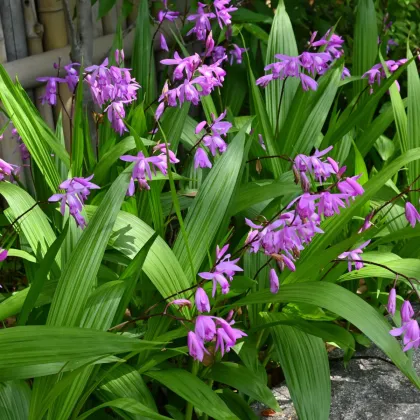 Orchidea vzpriamená ružová - Bletilla striata pink - predaj cibuľovín - 1 ks