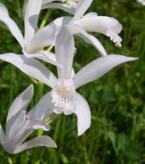 Krinum Powellii biely - Crinum Powellii album - predaj cibuľovín - 1 ks