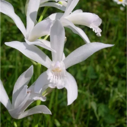 Krinum Powellii biely - Crinum Powellii album - predaj cibuľovín - 1 ks