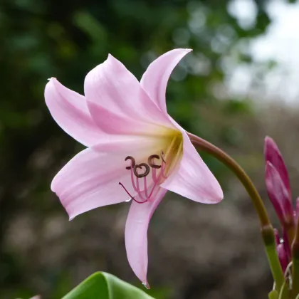 Krinum Powellii ružový - Crinum Powellii rosea - predaj cibuľovín - 1 ks