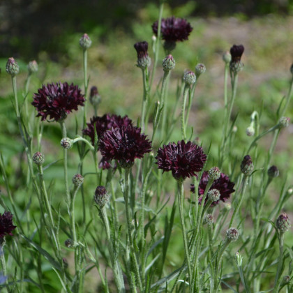 Nevädza čierna - Centaurea cyanus - predaj semien - 50 ks