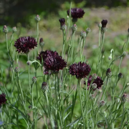 Nevädza čierna - Centaurea cyanus - predaj semien - 50 ks