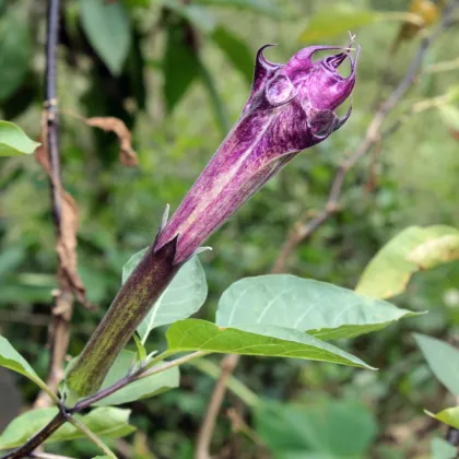 Durman metelový Ballerina - Datura metel - predaj semien - 5 ks