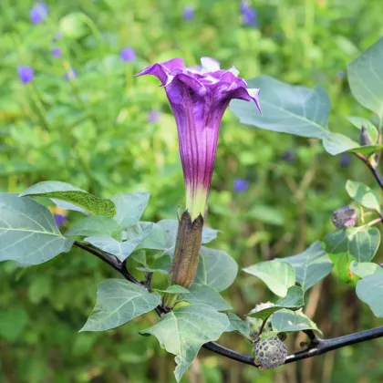 Durman metelový Double Purple - Datura metel - semiačka - 5 ks