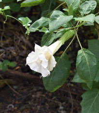 Durman metelový biely - Datura metel albumu - predaj semien - 5 ks