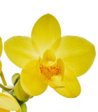 Orchidea - jarná